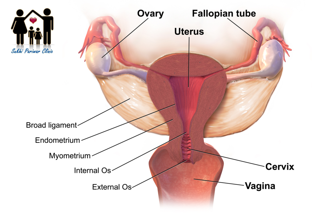 Fallopian Tube