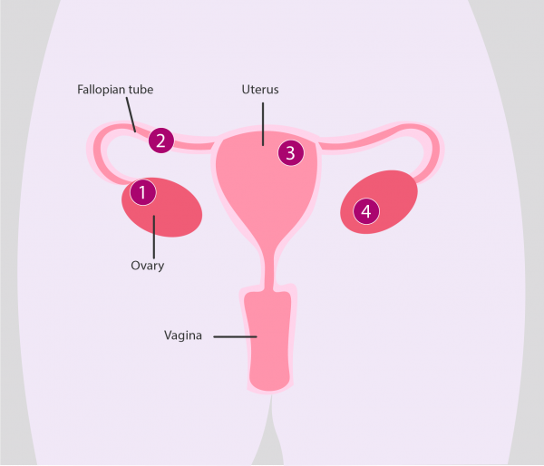 Fertility test for male and female