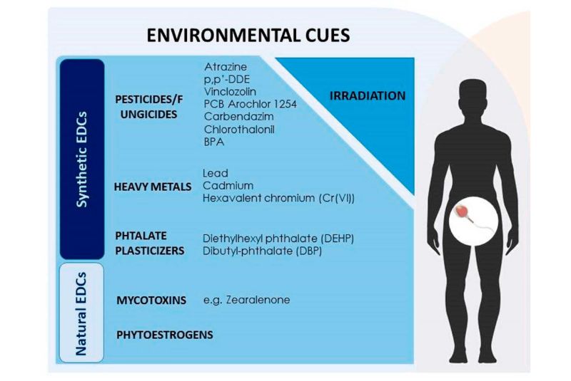 Environmental Factors and Their Influence on Male Health and Fertility | Unveiling the Impact