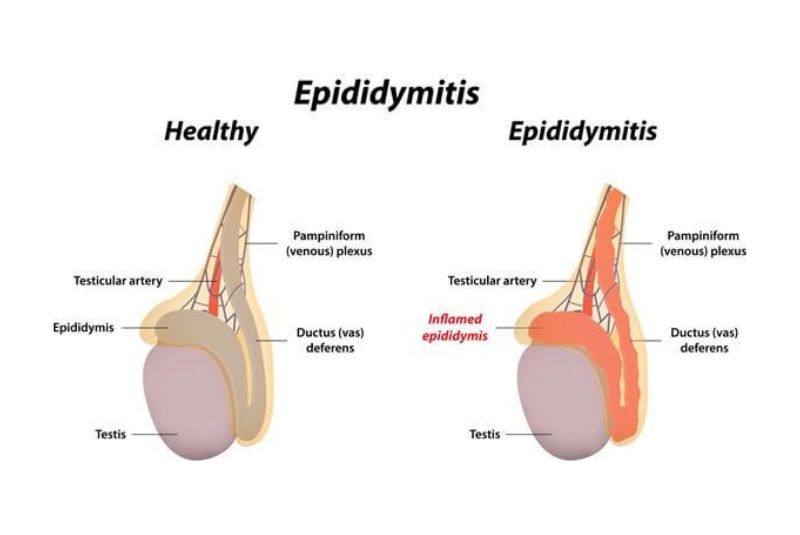 The Significance of Testicular Health for Male Well-being