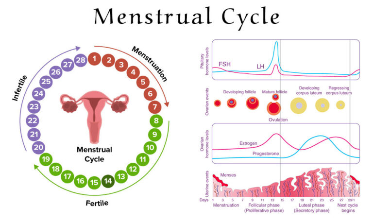 Understanding the Menstrual Cycle: A Complete Guide to Its Phases, Symptoms, and Hormones